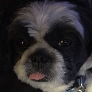 Meet your Posher, Leo